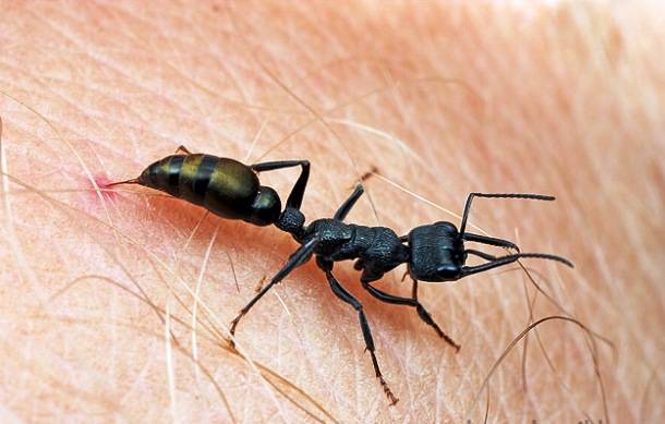 8.) The Jack Jumper Ant's sting is fatal. However, an antidote does exist.