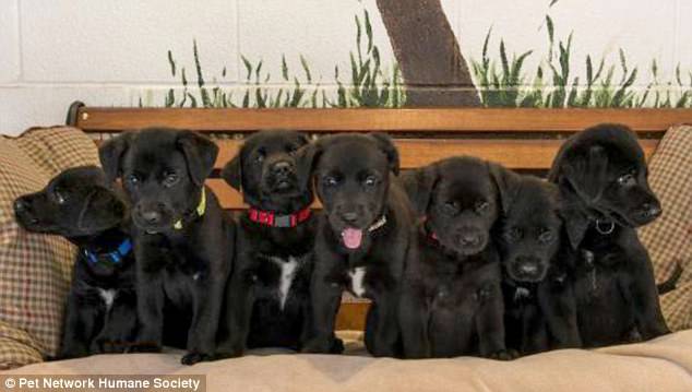 Bacall, Gabe, Chief, Michonne, Bindi, Bogey, and Piper are the names given to these seven sweet pups.