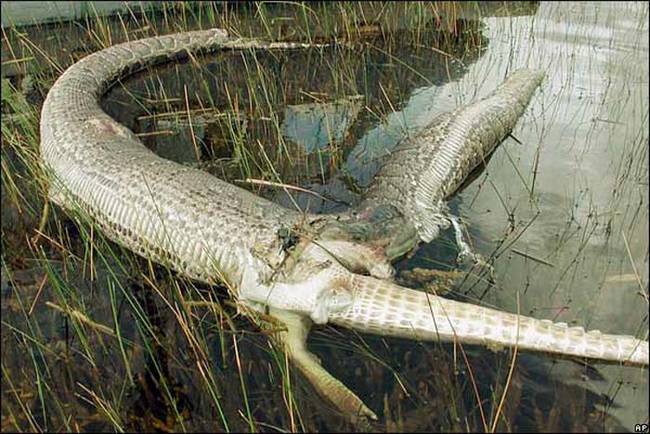 Pictured below are the remains of a 13-foot python that attempted to eat a 6-foot long alligator. As you can tell from the picture, it didn't end well for the python (or the alligator). Its torso burst after consuming about half of the gator. Park rangers speculate that the gator might have clawed out the snake's insides as it was being eaten.