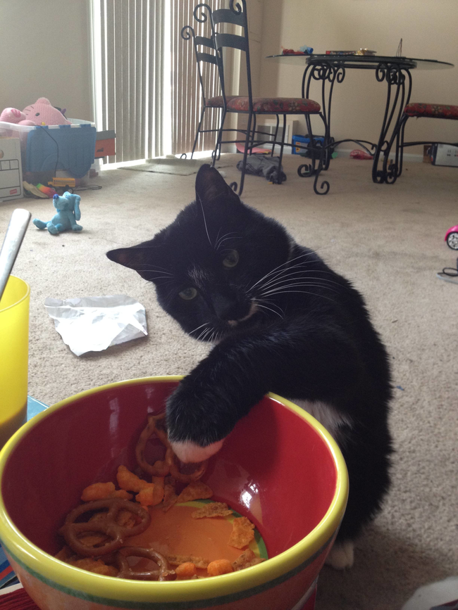 4.) This cat noticed you were eating party mix alone, so he brought the party.