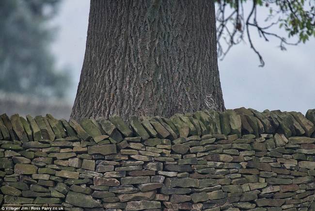 Just a tree and some rocks?