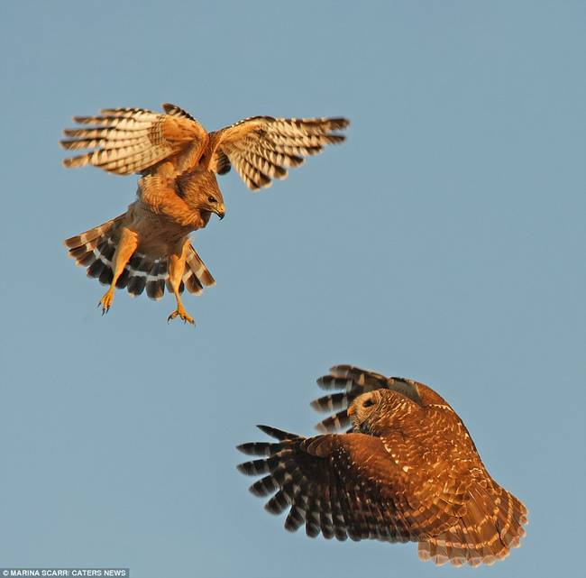 It may look like the hawk has the upper-hand in this battle...