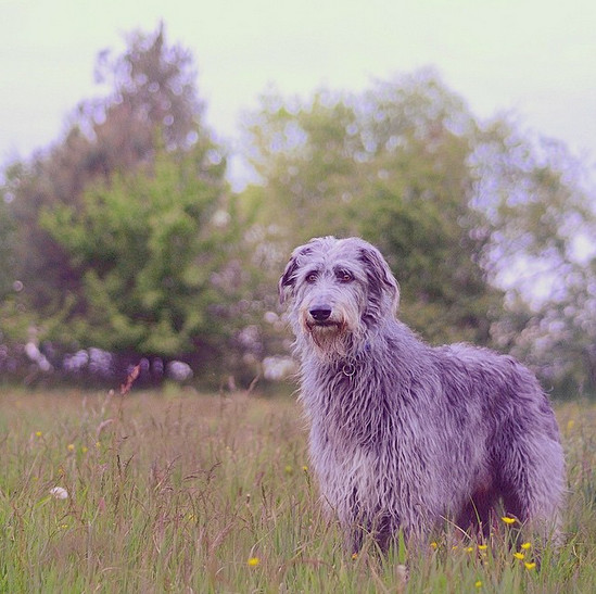 Scottish Deerhound