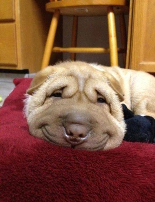 Dog, or the happiest lump of wrinkly fur you've ever seen?