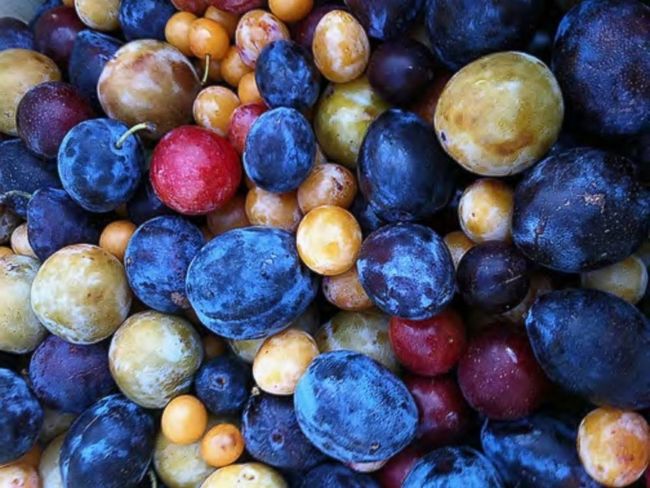 These are different kinds of stone fruit. Coming in a plethora of varieties, they are most akin to plums and apricots.