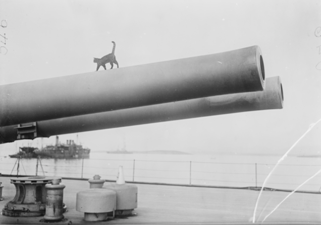 2.) On the <em>HMS Queen Elizabeth</em>, this daring ship's cat walked on the barrel of a 15-inch gun.