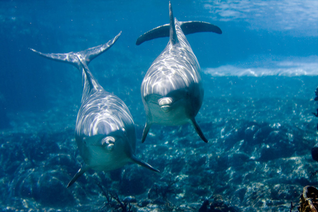 Dolphin pregnancies last around a year. By the end the mom's are weighed down so much that they drag 50 percent more than their non-pregnant buddies.