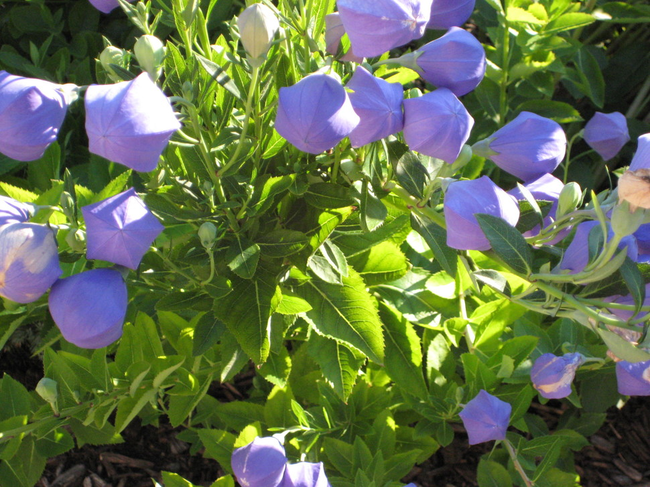 Balloon Flower (Platycodon grandiflorus)