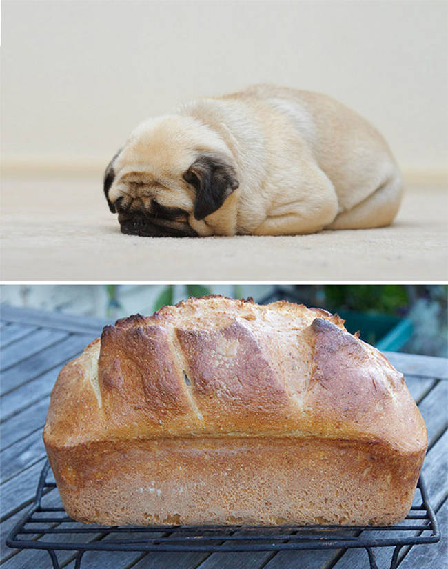 6.) Pug looks like a loaf of bread.