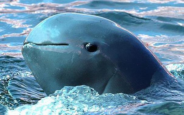 7.) Irrawaddy Dolphin