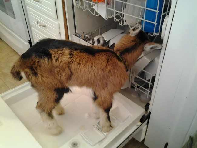 And this goat is doing the dishes.