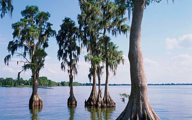 Bald cypress trees are propped up above the water, thanks to their roots.