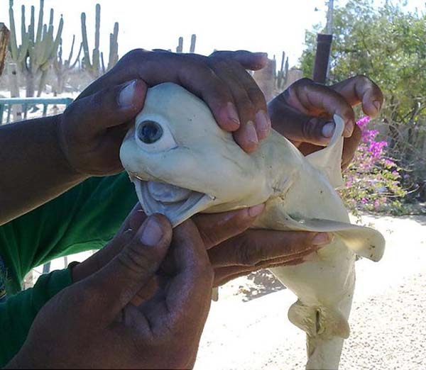 15.) Cyclops albino shark: Once thought to be a hoax, this shark was announced to be real. He was found in the belly of a pregnant bull shark.