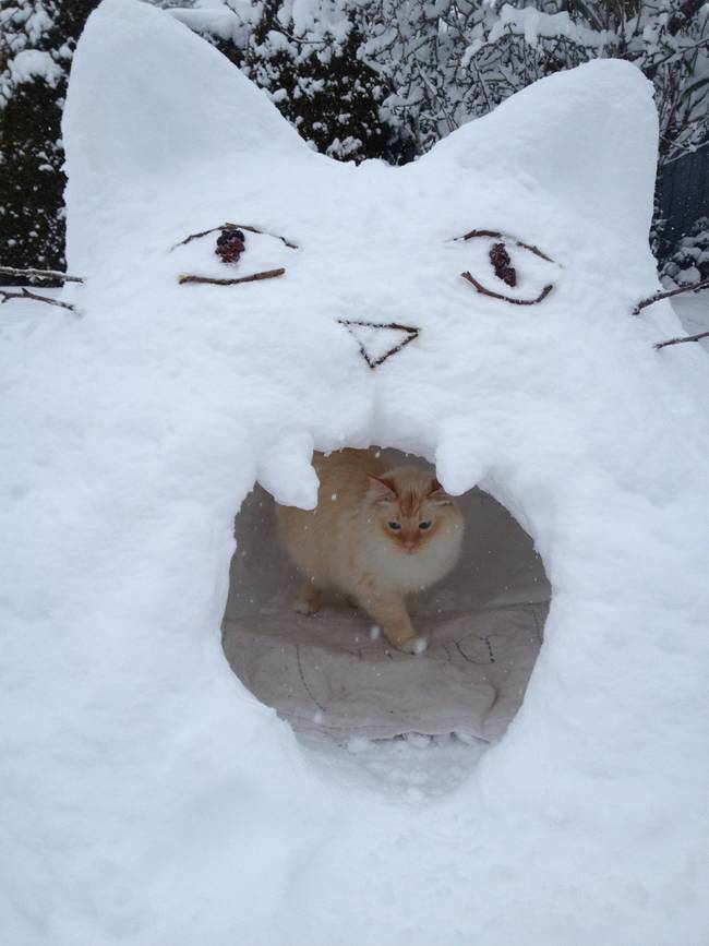 What cat wouldn't love their own cozy igloo?