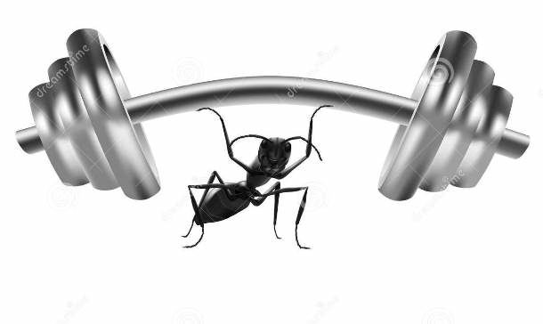 14.) Recent studies show ants can lift 5000 times their weight.