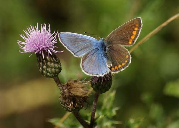 7.) A Common Blue Butterfly that isn't so common.