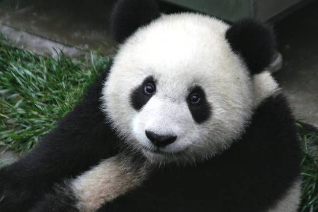 Pandas were first learned of in the west in 1869 when a French missionary received Panda fur as a gift.