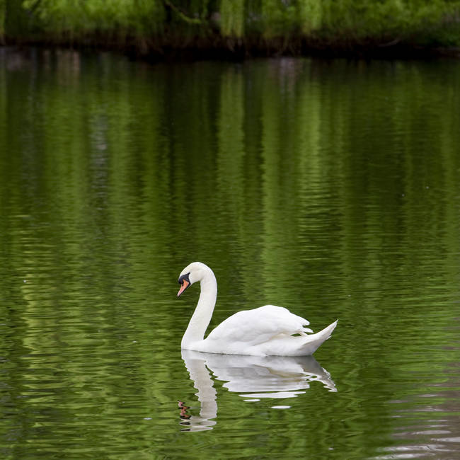 Swans are majestic, but they can also get pretty violent when they feel threatened. Among other things, they've capsized boats and strangled dogs to death.