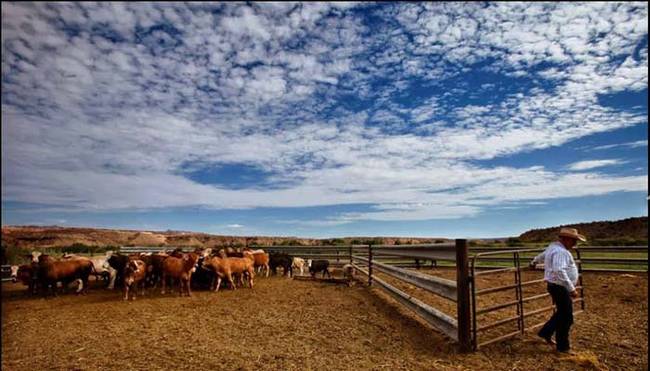 8.) Cliven Bundy Standoff - April 2014.