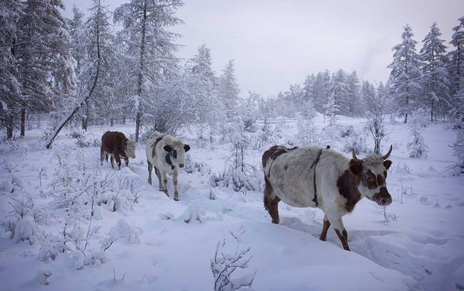 Even those cows look cold.