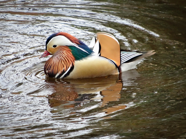 3.) Mandarin Duck