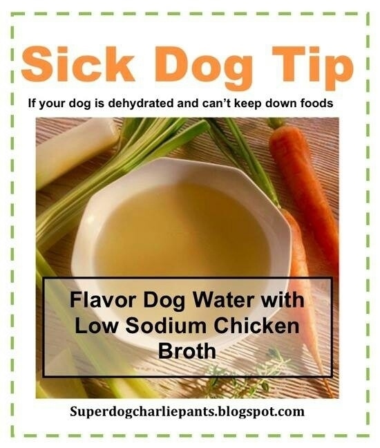 35. To fix a sick dog's stomach, add some low-sodium chicken broth to the drinking water.