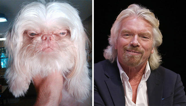 15.) This dog looks like Richard Branson.