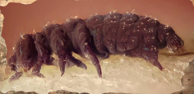 1.) Tardigrades