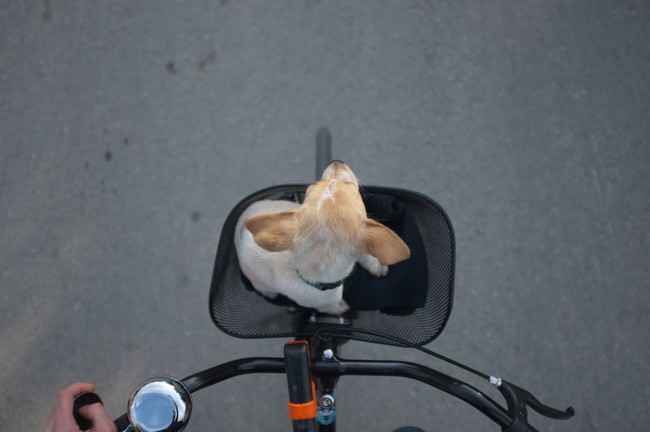 She loves joining her humans on journeys around town.