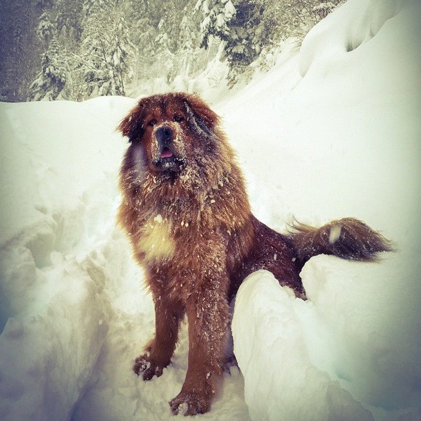 Tibetan Mastiff