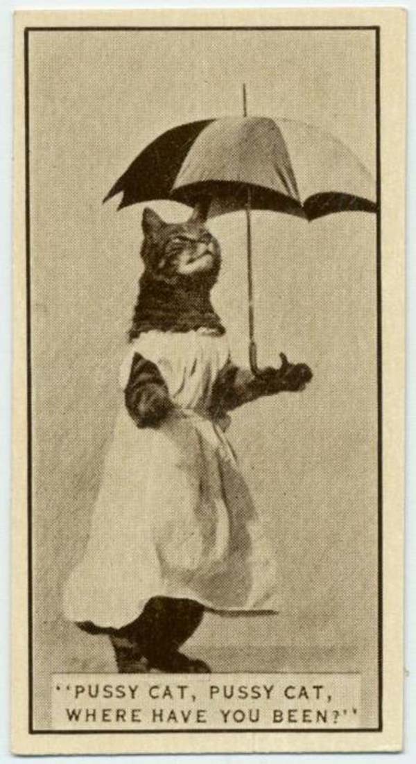 18.) A cat posed for a cigarette card, found in Army Club Cigarettes (1932).