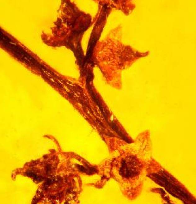 3.) 100-Million-Year-Old Plant Sex