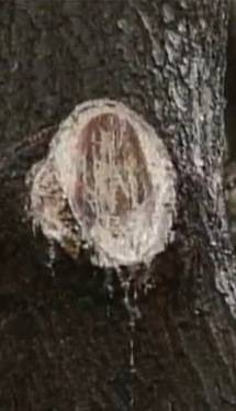 In 2011, A Virginia woman and her daughter were convinced that this marking on a tree looked like Jesus.