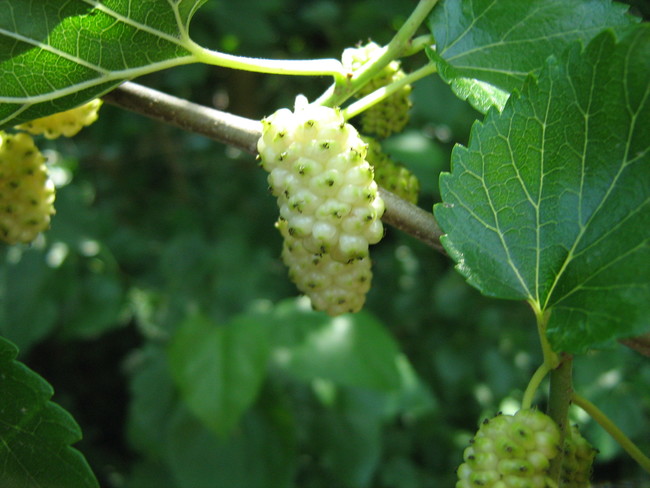 7. Mulberries - Eating unripe mulberries can make you hallucinate. You’ll want to avoid doing that if intense vomiting is something that you’d consider part of a bad trip.