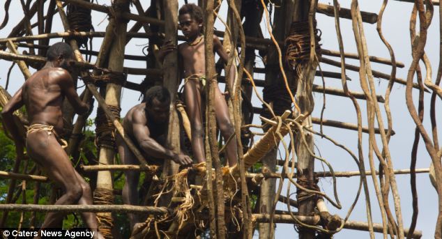 Beginning around age 7 or 8 boys are allowed to participate in the land diving ceremony.