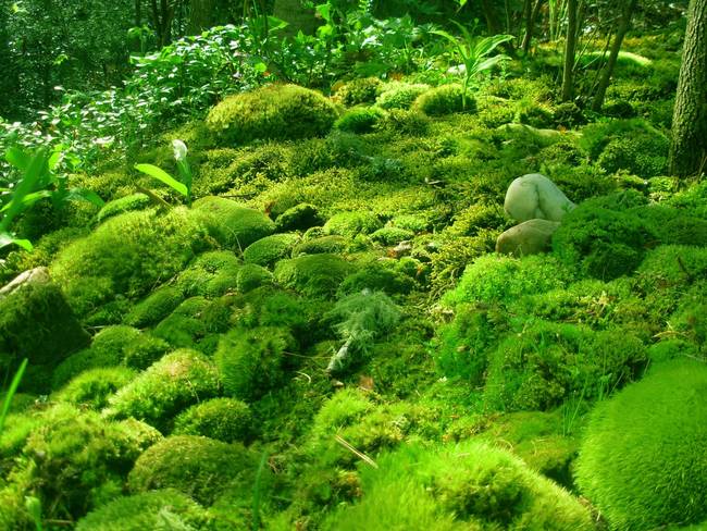 Moss Tampons