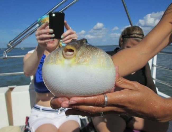 13.) Pufferfish