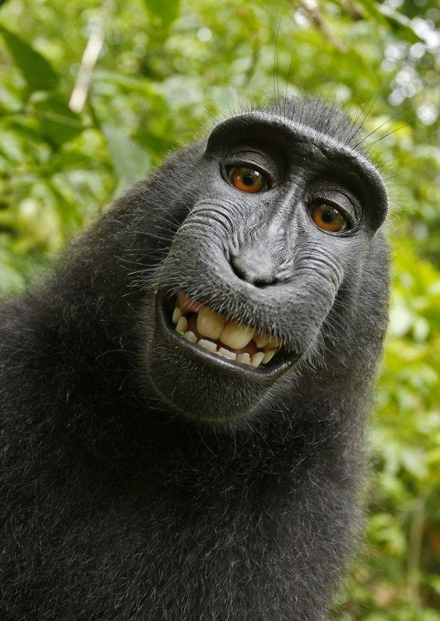 Monkey selfie.