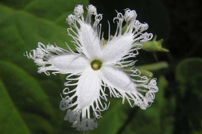 Snake Gourd Flower (Trichosanthes cucumerina)