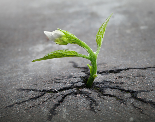 Over time, even the pavement couldn't stop this little sprout.