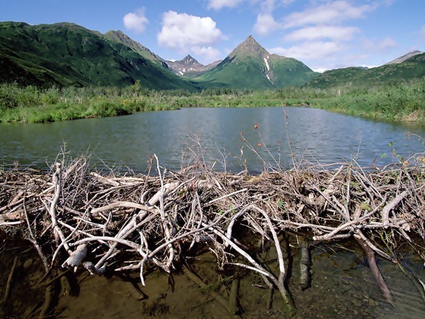 9.) Beaver Dam: Incredibly recognizable, the beaver dam is typically about 100 meters in length and can be the source of extensive property damage by encouraging flooding and water way passage restriction. However, these dams can also be very beneficial when restoring wetlands. To date, the largest recorded beaver dam is located in Wood Buffalo National Park in Alberta, Canada and measures 850 meters in length.