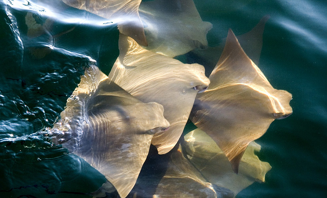 They typically move in groups of 10,000 members, making the ocean's surface appear golden as they go.