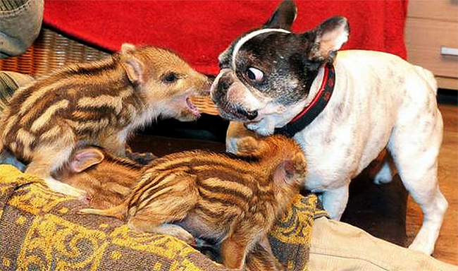 She lived at Lehnitz animal sanctuary with the piglets.