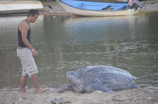 A man hanging with a leatherback turtle for scale.