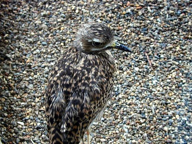 This bird isn't super well-hidden up close (and it doesn't look pleased to be spotted), but from farther away or above, it would be more difficult to spot.