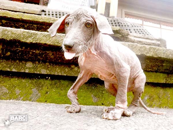 Frankie the pup was mange, scabies, intestinal worms and calcium deficiency.