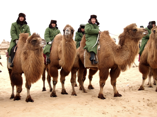 10.) Camels have mainly been used as transports in desert areas and step hills for military purposes.