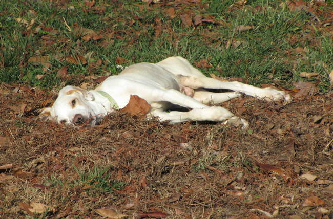 His new foster mother, Lynda Kuether, first brought him to a vet who explained that the paralysis was likely caused by a virus.