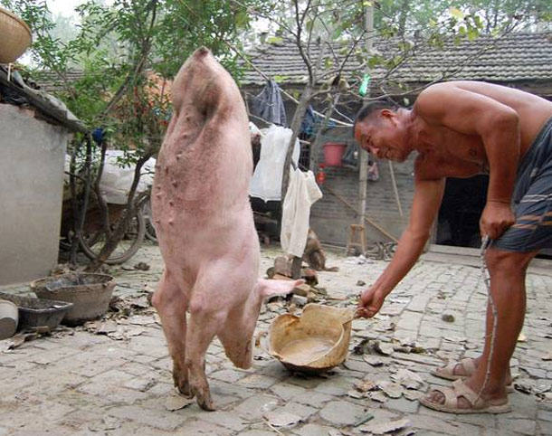 16.) Two-Legged Pig