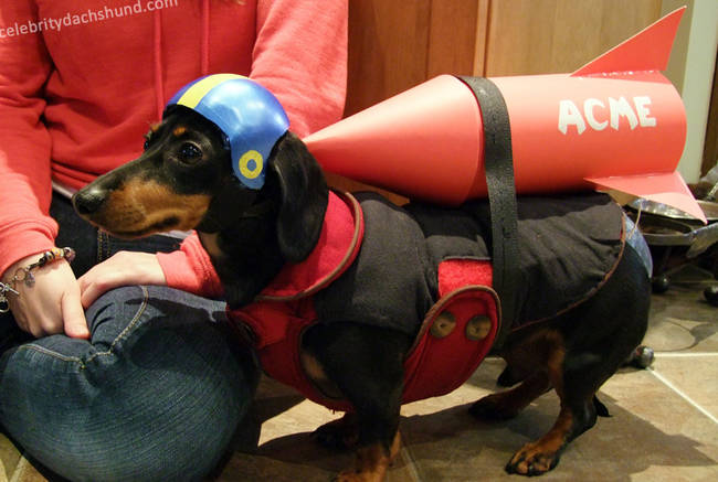 If this weenie dog had watched enough Looney Tunes, he would know not to buy products from Acme.